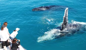 BROOME WHALE WATCHING full