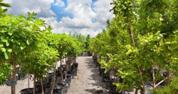 WELL ESTABLISHED METRO NURSERY BUSINESS